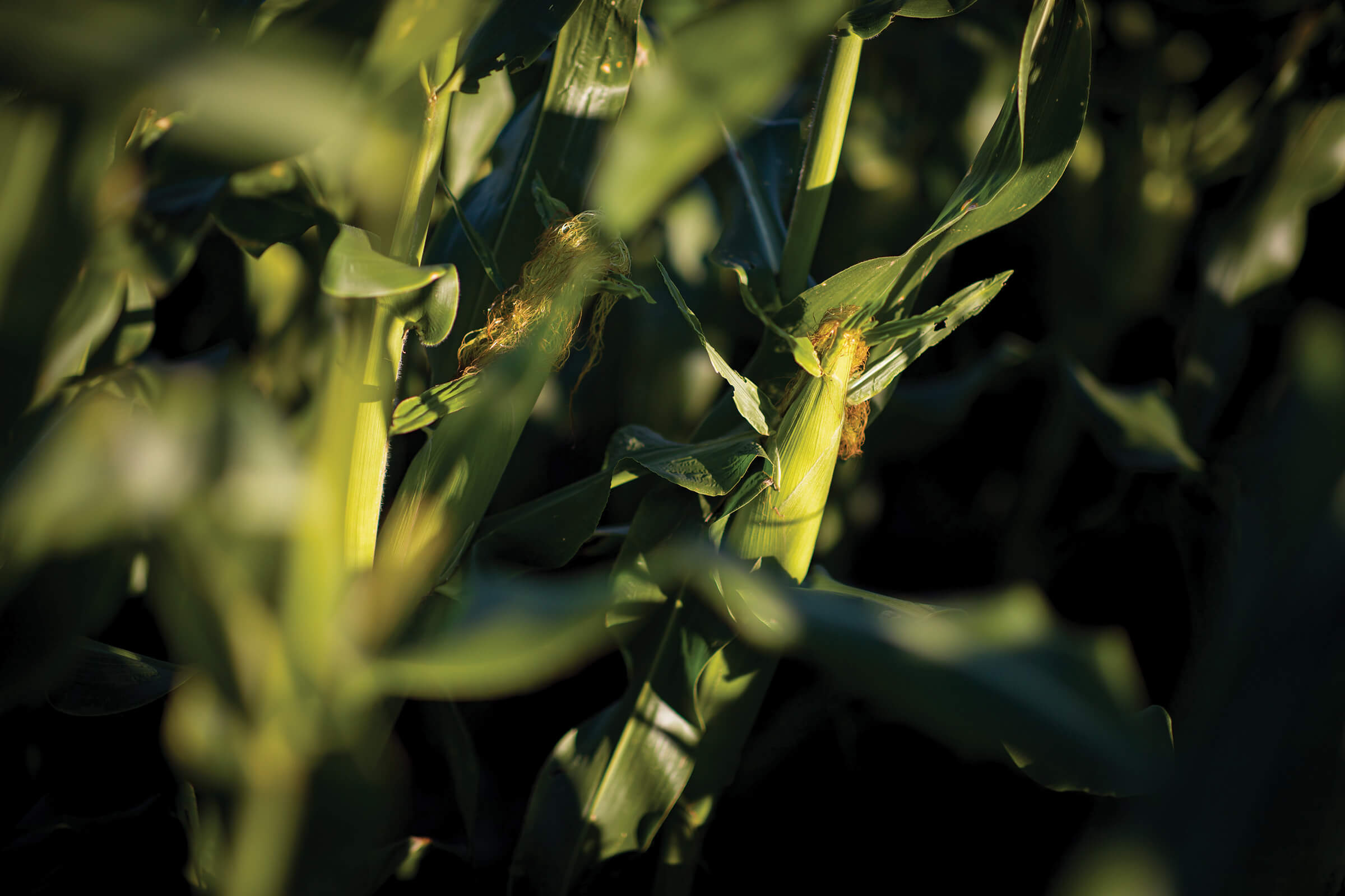 Corn by Anna Osetroff